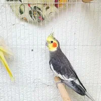 طوطی عروس هلندی