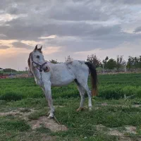 اسب مادیان|اسب و تجهیزات اسب‌سواری|سیلاخور, |دیوار