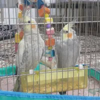 دو عدد عروس هلندی گم شده
