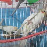 عروس هلندی