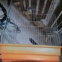 قفسل کاسکویی