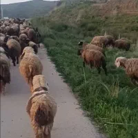 فروش