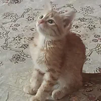 گربه واگذاری
