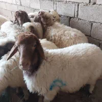 بره
