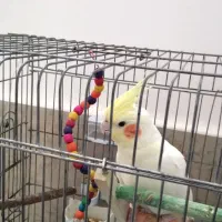 عروس هلندی ماده
