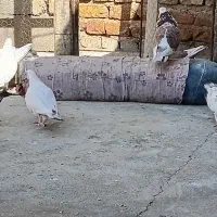 کبوتر تهرانی