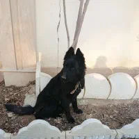 ژرمن بلک اصیل