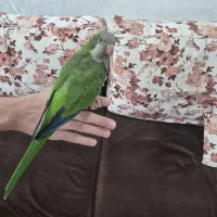طوطی راهب نر یک ساله