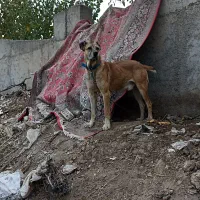 سگ آدام‌جیل