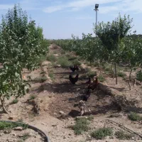 هرس درخت ورامین