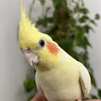 پرندم‌گمشده