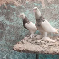 کبوتر طوقی پاپر