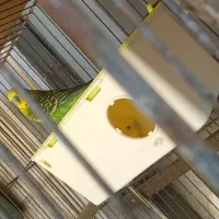 جفت مرغ عشق درحال چال گرم کردن