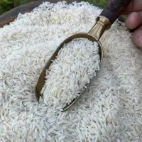 فروش بذر شالی بینام