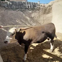 گوساله چاق سیمینتال