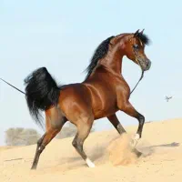 اسب