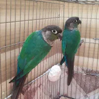 گرینچیک تراکولیسس ناب