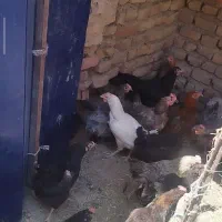 مرغ تخم گذار