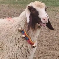 با ۳۰% تخفیف گوسفند بخر / دام زنده/ویژه ماه رمضان