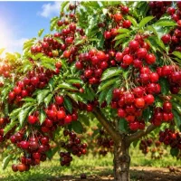 کود ارگانیک افزایش ۳۰٪ تناژ،کاهش مصرف آب