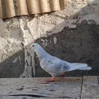 کفتر غریب گیری
