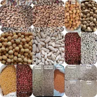 برنج تخم مرغ میوه عدس نخود لپه ماش قرمز چیتی گندم