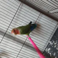 عروس کوتوله