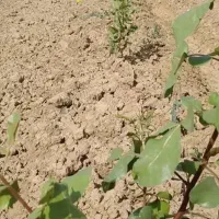 نهال دو و سه ساله ی پسته