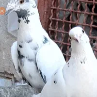کبوتر پلاکی باخت رفته جوجه نامه بر