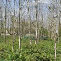 زمین-مساحت-مختلف-ج-جیرده
