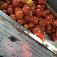 آبگیری گوجه شبانه روزی با دوبار آبگیری درب منزل