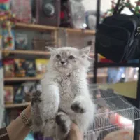 گربه