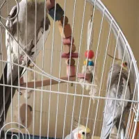 عروس هلندی نر و ماده