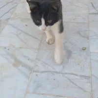 واگذاری سه بچه گربه