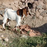 بز نر