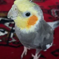 عروس هلندی