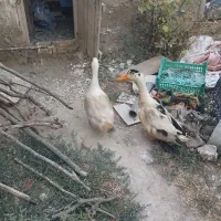 مرغابی