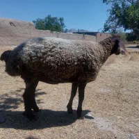 بره ماده شیشک
