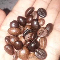 ربوستا ویتنام دارک تازه ۱۰ کیلویی