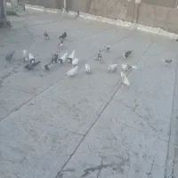 کفتر گم شده محدوده شهرک همت توضیحات خونده شه