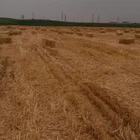 کاه