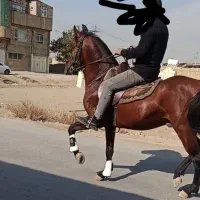 اسب کرد شجره و تاییدیه دار