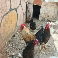 فروش خروس