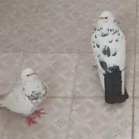 کبوتر