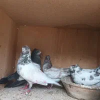 کبوتر تضمین خوب