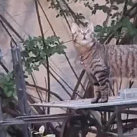 گربه خانگی دی اس اچ با زنگوله ، پیدا شده