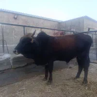 گوسالع رسمی