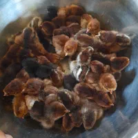 جوجه گلپایگان یک روزه