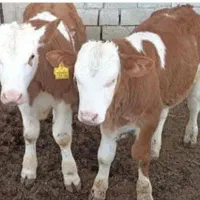 گوساله درجه یک / درشت و سالم در ایلام