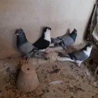دمگیر